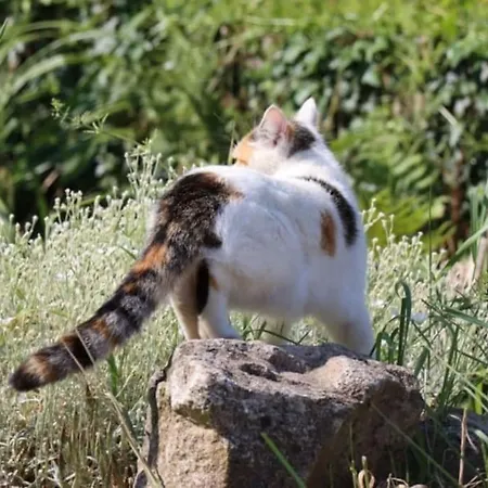 Le Moulin D'hagenthal *